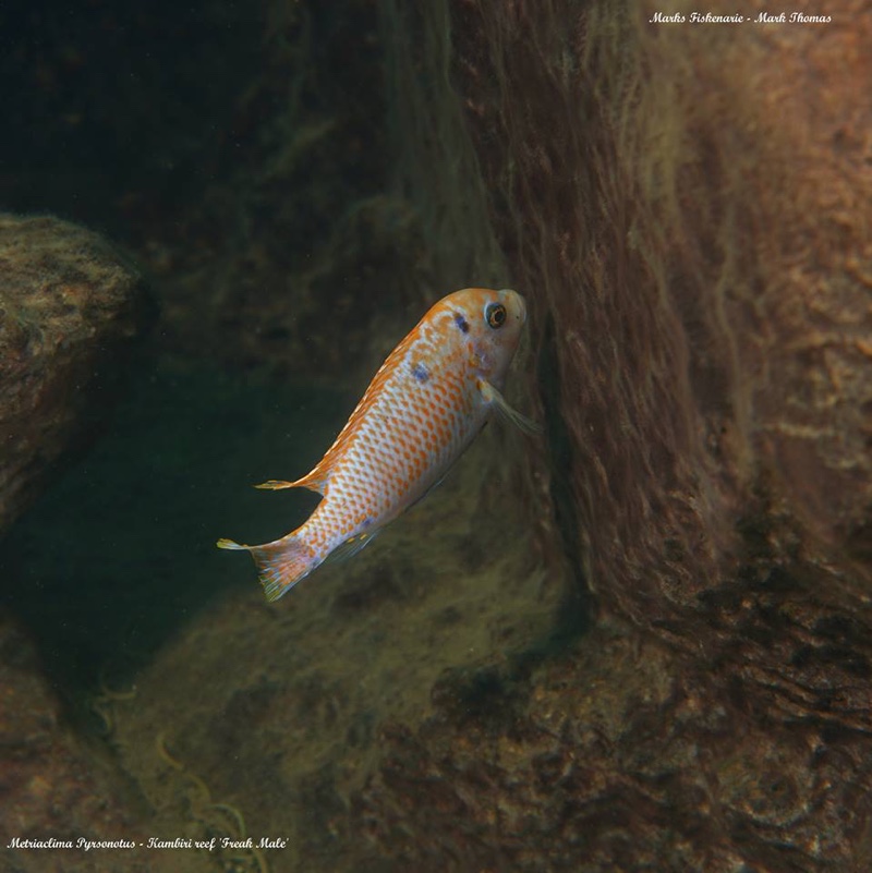 Maylandia pyrsonotos 'Mkondiwa Reef'